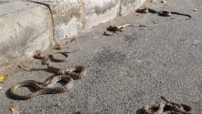 ظهور الثعابين 
